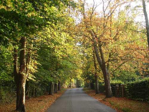Tree Lined Lane